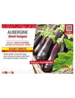 AUBERGINE DEMI-LONGUE Plant greffé