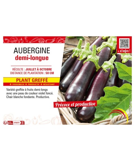 AUBERGINE DEMI-LONGUE Plant greffé