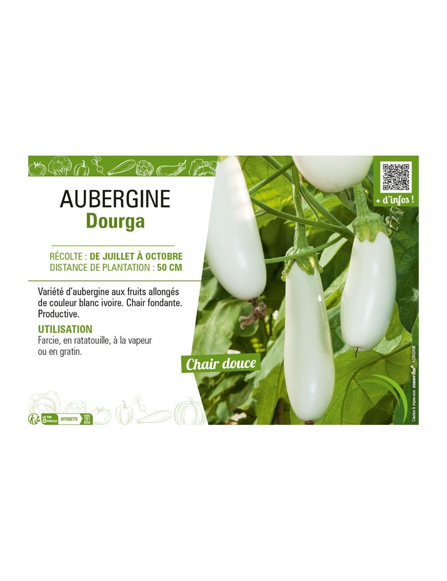 AUBERGINE DOURGA