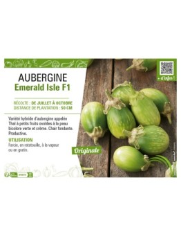 AUBERGINE EMERALD ISLE F1
