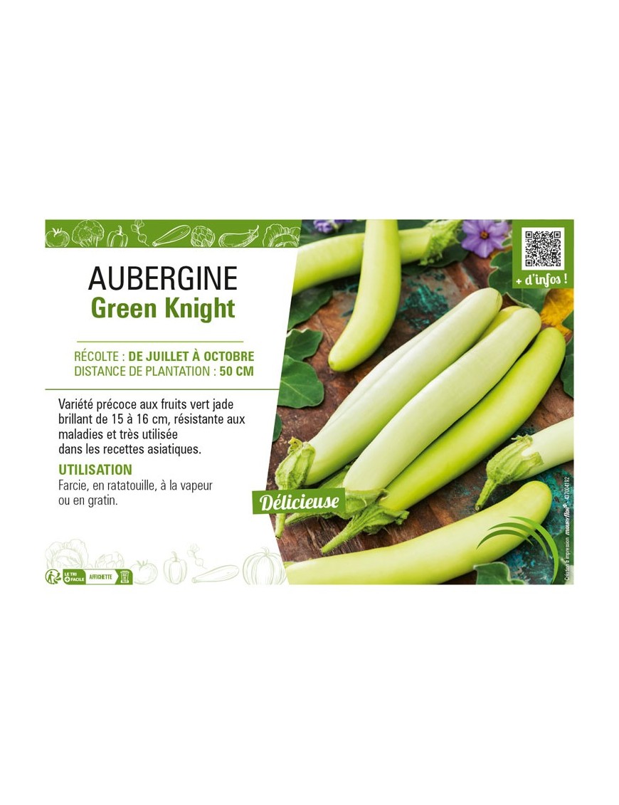 AUBERGINE GREEN KNIGHT