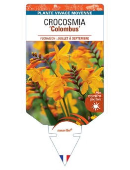 CROCOSMIA (crocosmiiflora) Colombus