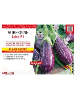AUBERGINE LEIRE F1 Plant greffé