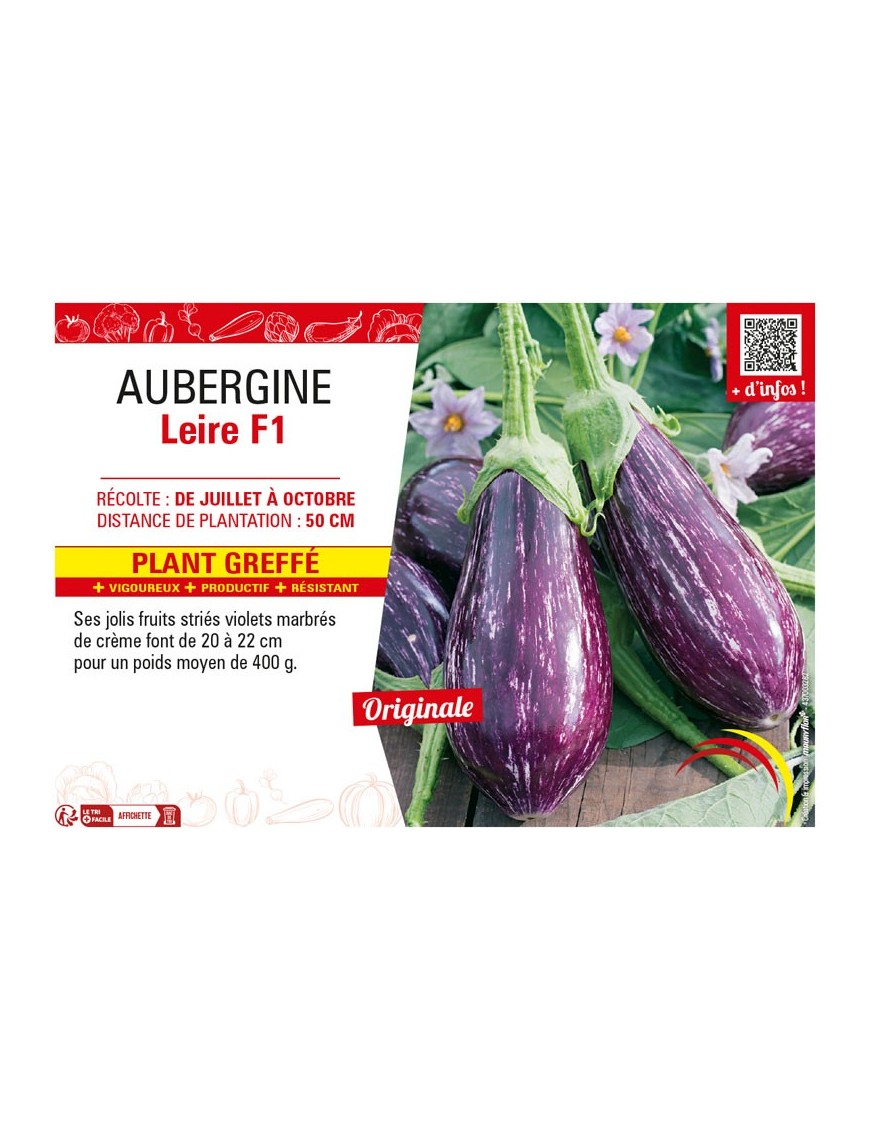 AUBERGINE LEIRE F1 Plant greffé