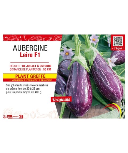 AUBERGINE LEIRE F1 Plant greffé