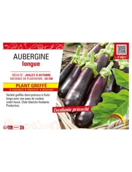AUBERGINE LONGUE Plant greffé
