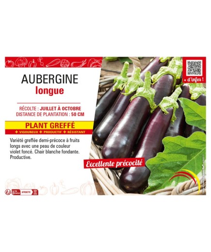 AUBERGINE LONGUE Plant greffé