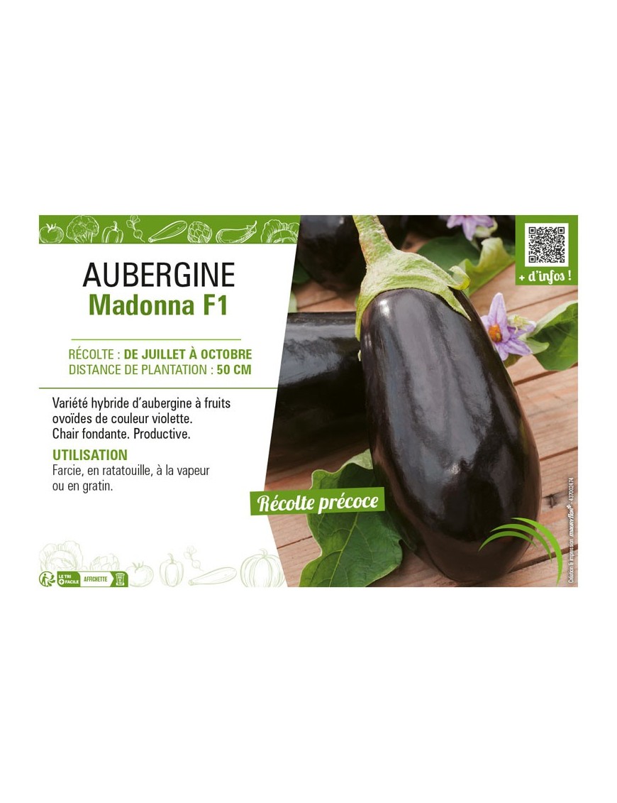 AUBERGINE MADONNA F1