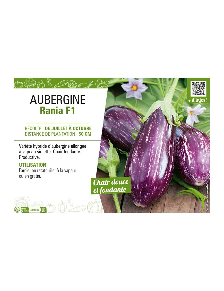 AUBERGINE RANIA F1