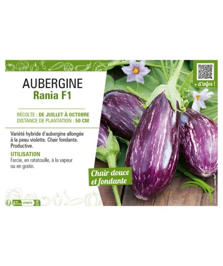 AUBERGINE RANIA F1