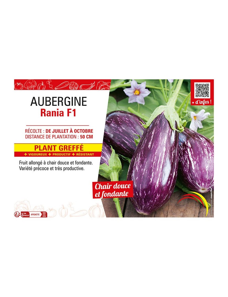 AUBERGINE RANIA F1 Plant greffé