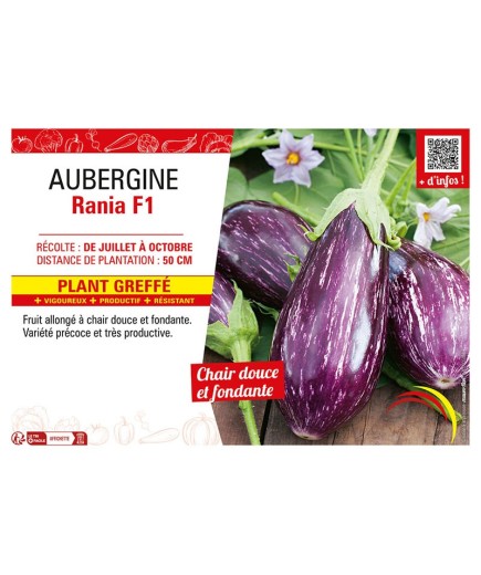 AUBERGINE RANIA F1 Plant greffé