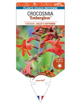CROCOSMIA (crocosmiiflora) Emberglow