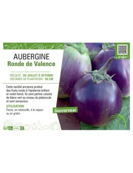 AUBERGINE RONDE de VALENCE
