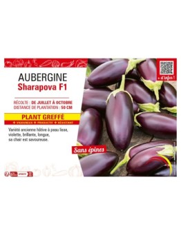 AUBERGINE SHARAPOVA F1 Plant greffé