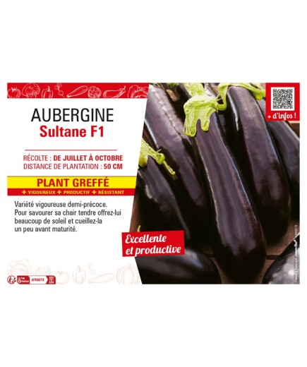 AUBERGINE SULTANE F1 Plant greffé