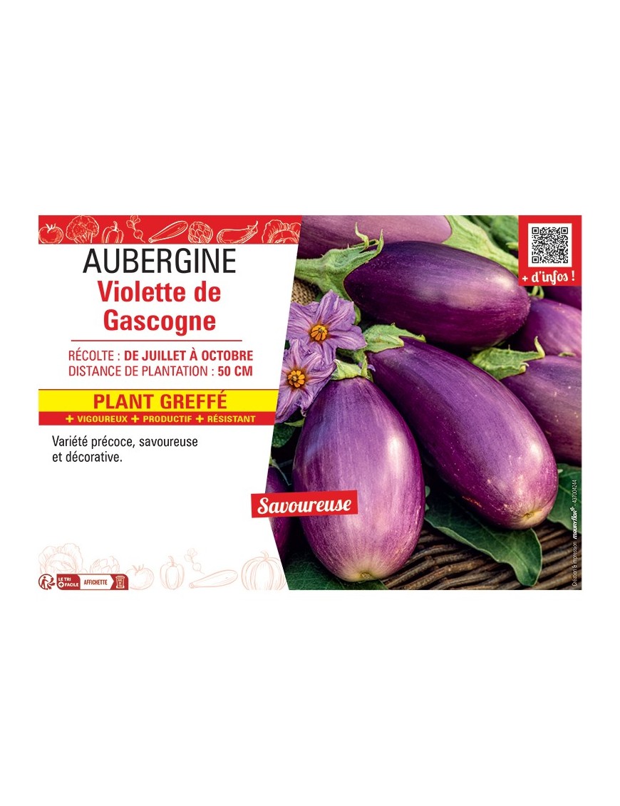 AUBERGINE VIOLETTE DE GASCOGNE Plant greffé
