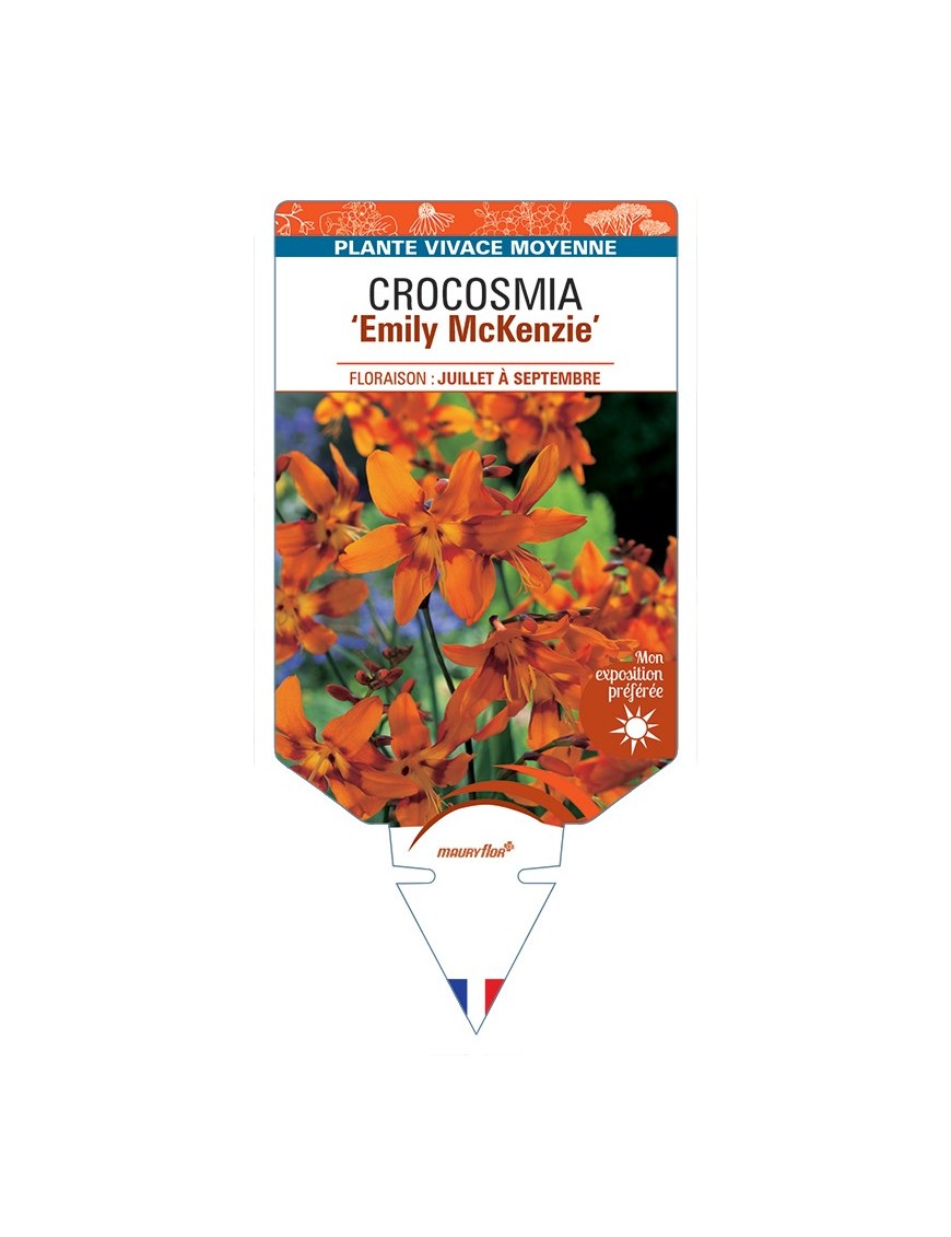 CROCOSMIA (crocosmiiflora) Emily McKenzie