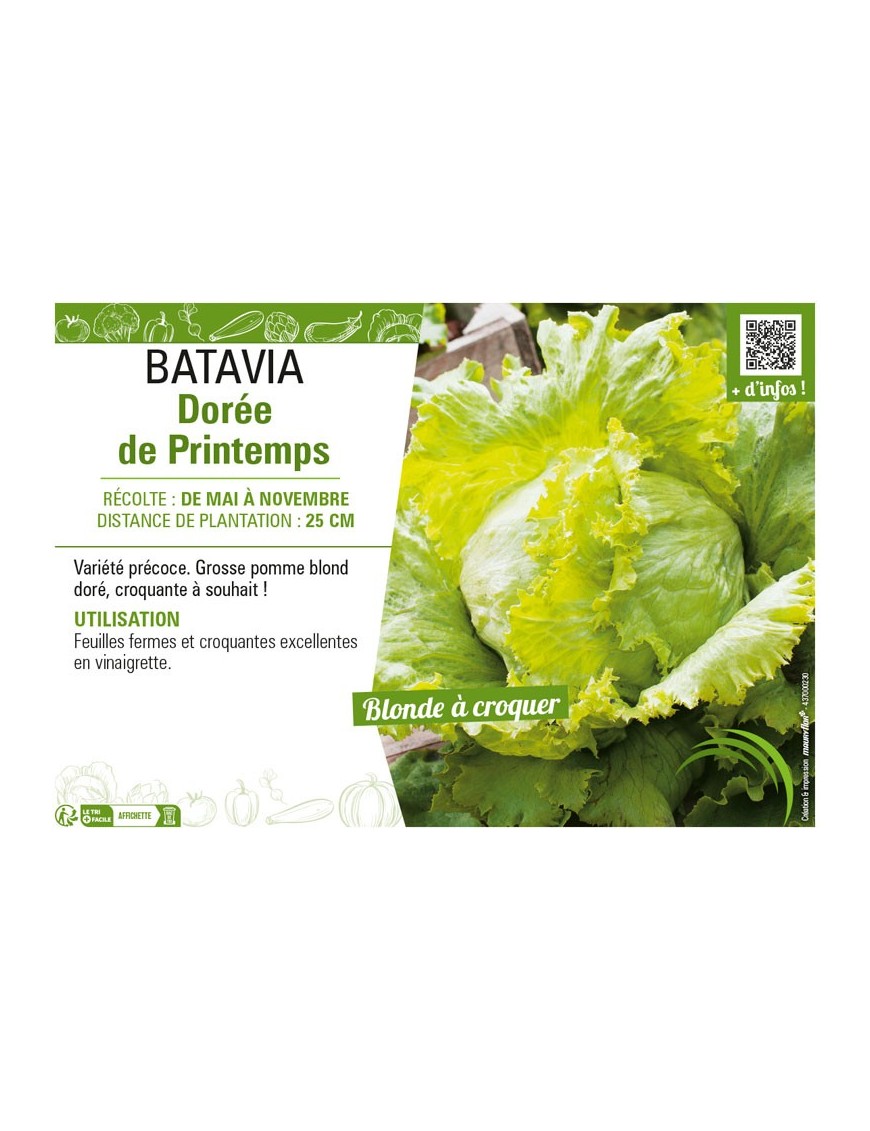 BATAVIA DORÉE DE PRINTEMPS
