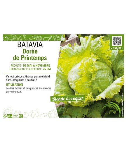 BATAVIA DORÉE DE PRINTEMPS