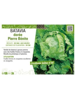 BATAVIA DORÉE PIERRE BÉNITE
