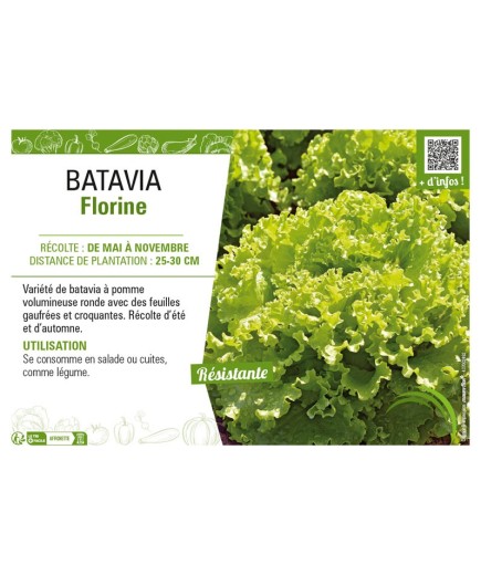 BATAVIA FLORINE