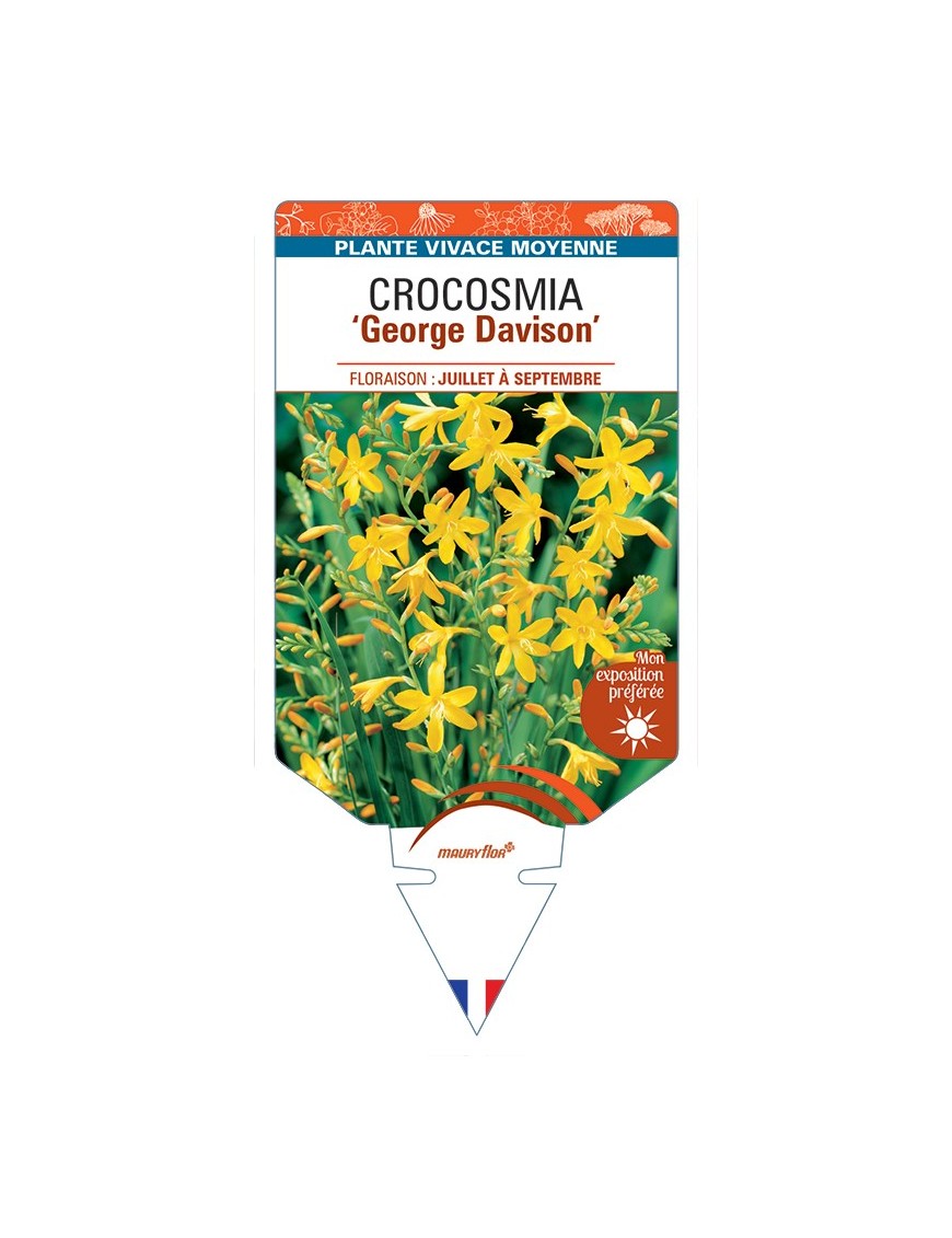 CROCOSMIA (crocosmiiflora) George Davison