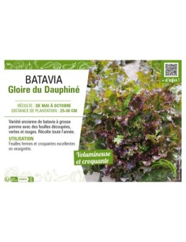 BATAVIA GLOIRE DU DAUPHINÉ
