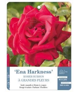 ‘Ena Harkness’