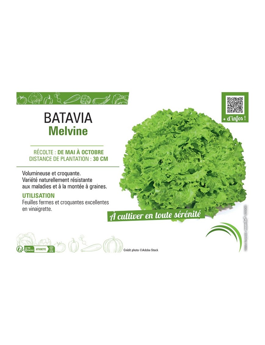 BATAVIA MELVINE