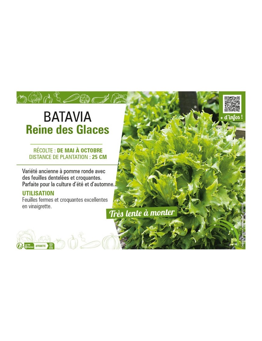 BATAVIA REINE DES GLACES