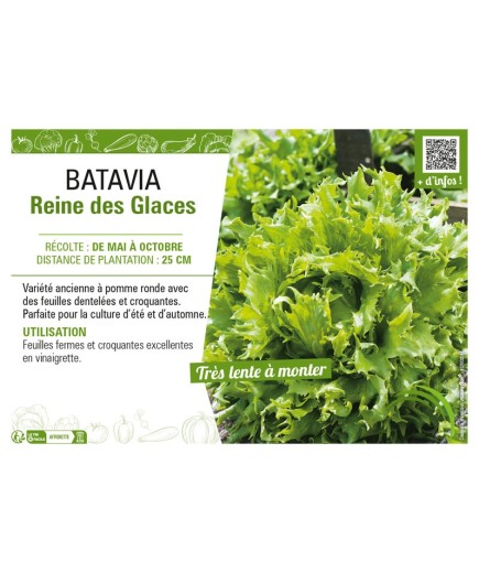 BATAVIA REINE DES GLACES