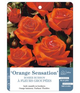 ‘Orange Sensation’