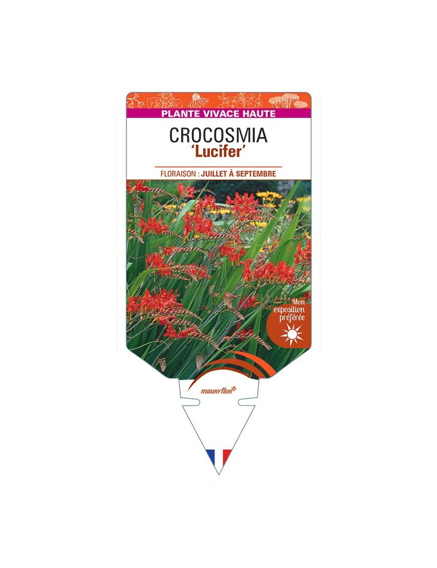 CROCOSMIA (crocosmiiflora) Lucifer