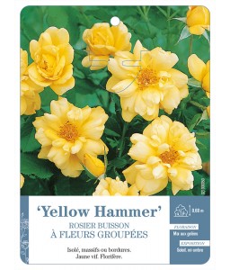 ‘Yellow Hammer’