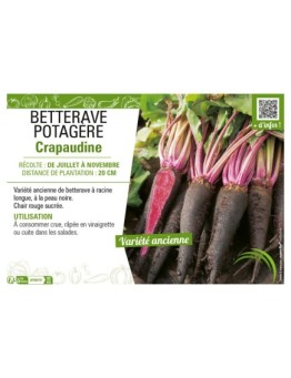 BETTERAVE POTAGÈRE CRAPAUDINE