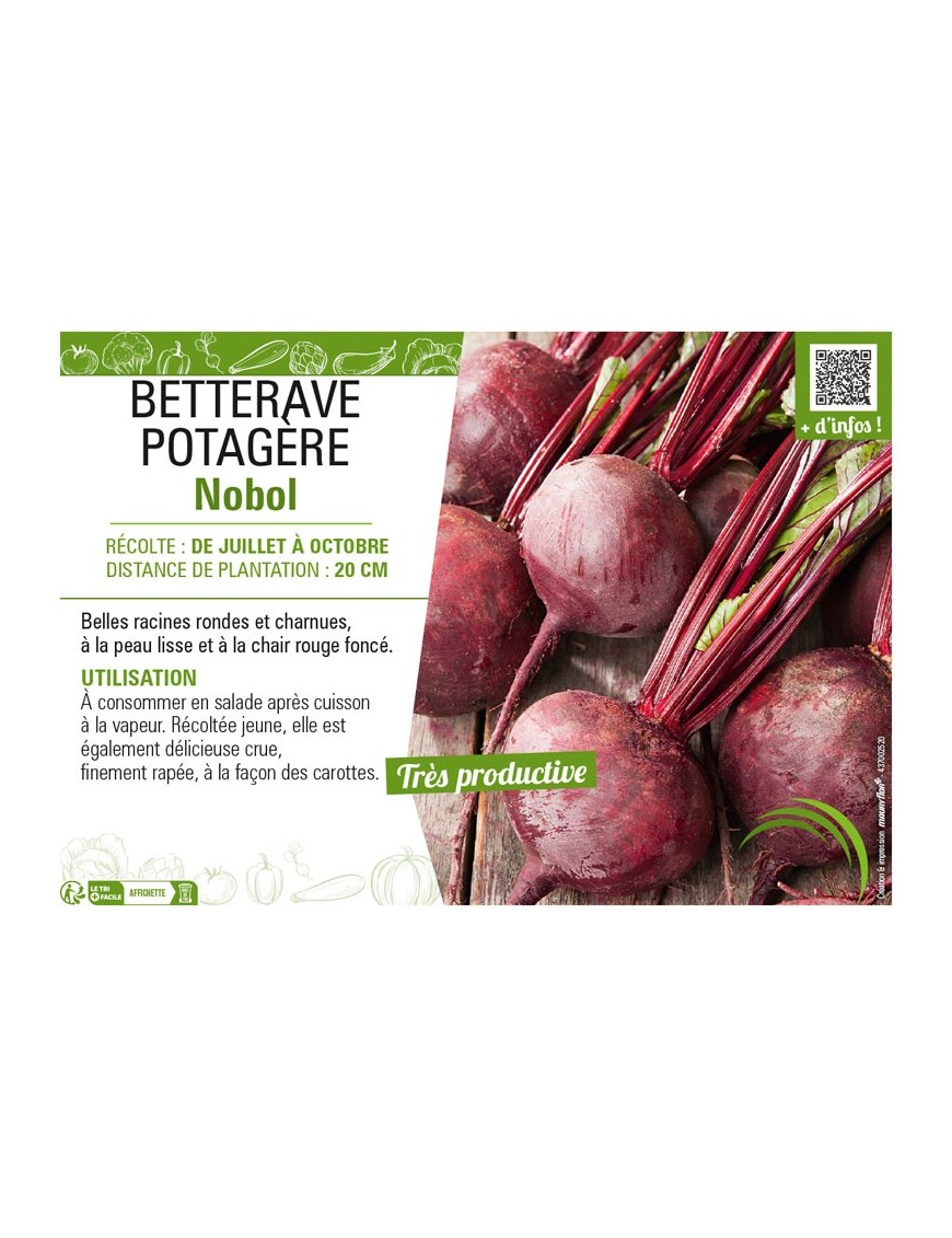 BETTERAVE POTAGÈRE NOBOL