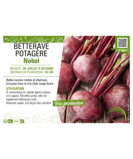 BETTERAVE POTAGÈRE NOBOL