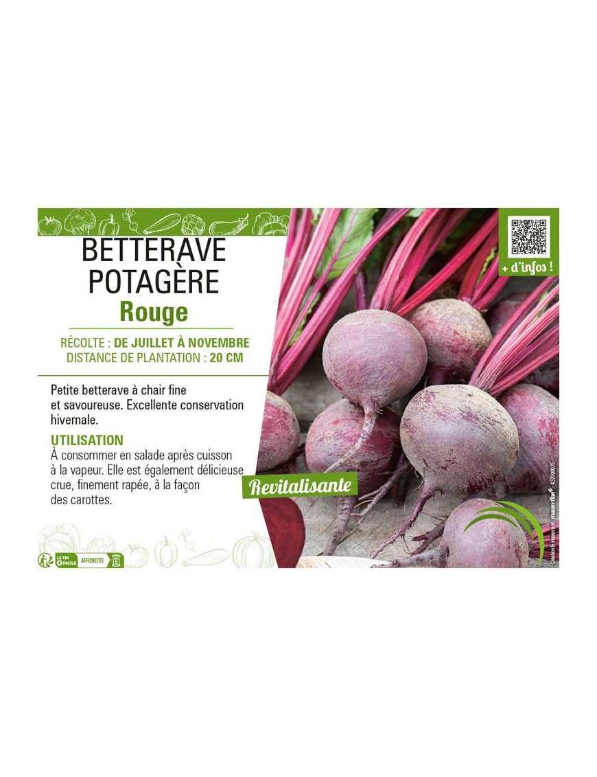 BETTERAVE POTAGÈRE ROUGE