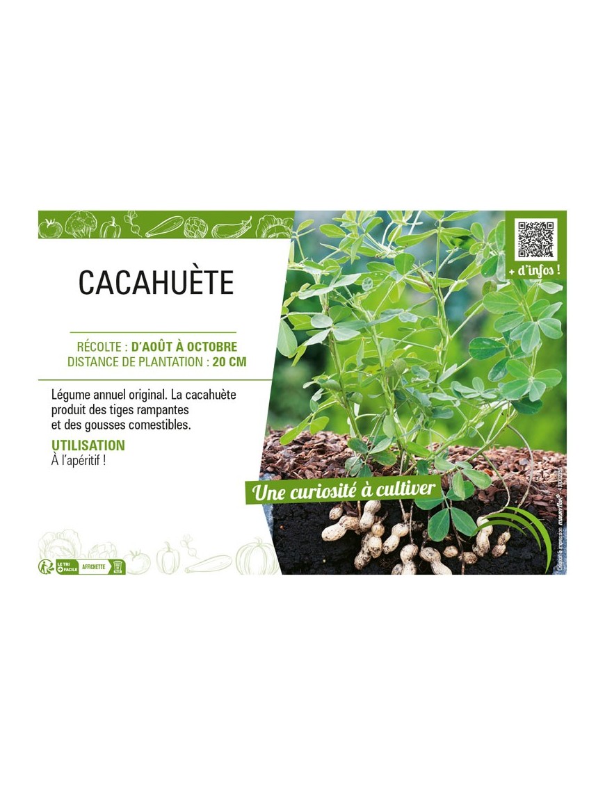 CACAHUÈTE