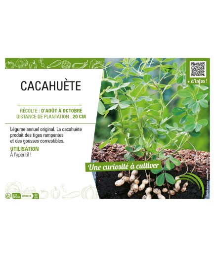 CACAHUÈTE