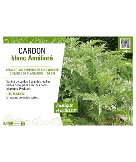 CARDON BLANC AMÉLIORÉ