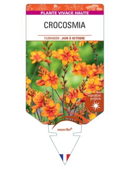 CROCOSMIA CROCOSMIIFLORA (orange)