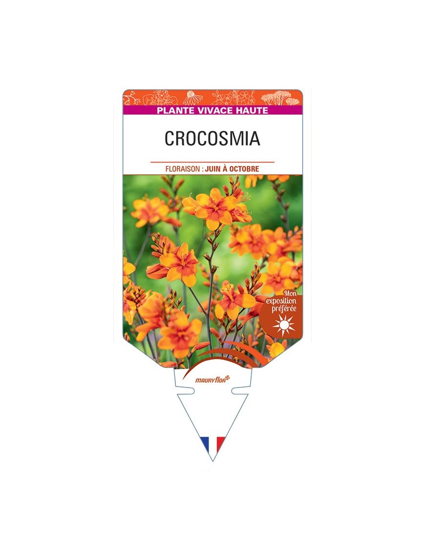 CROCOSMIA CROCOSMIIFLORA (orange)