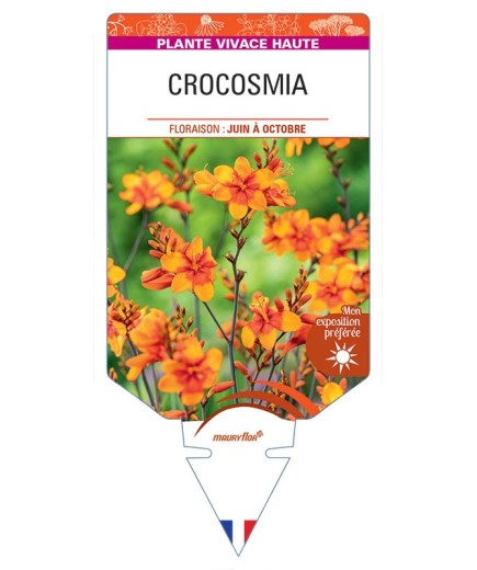 CROCOSMIA CROCOSMIIFLORA (orange)
