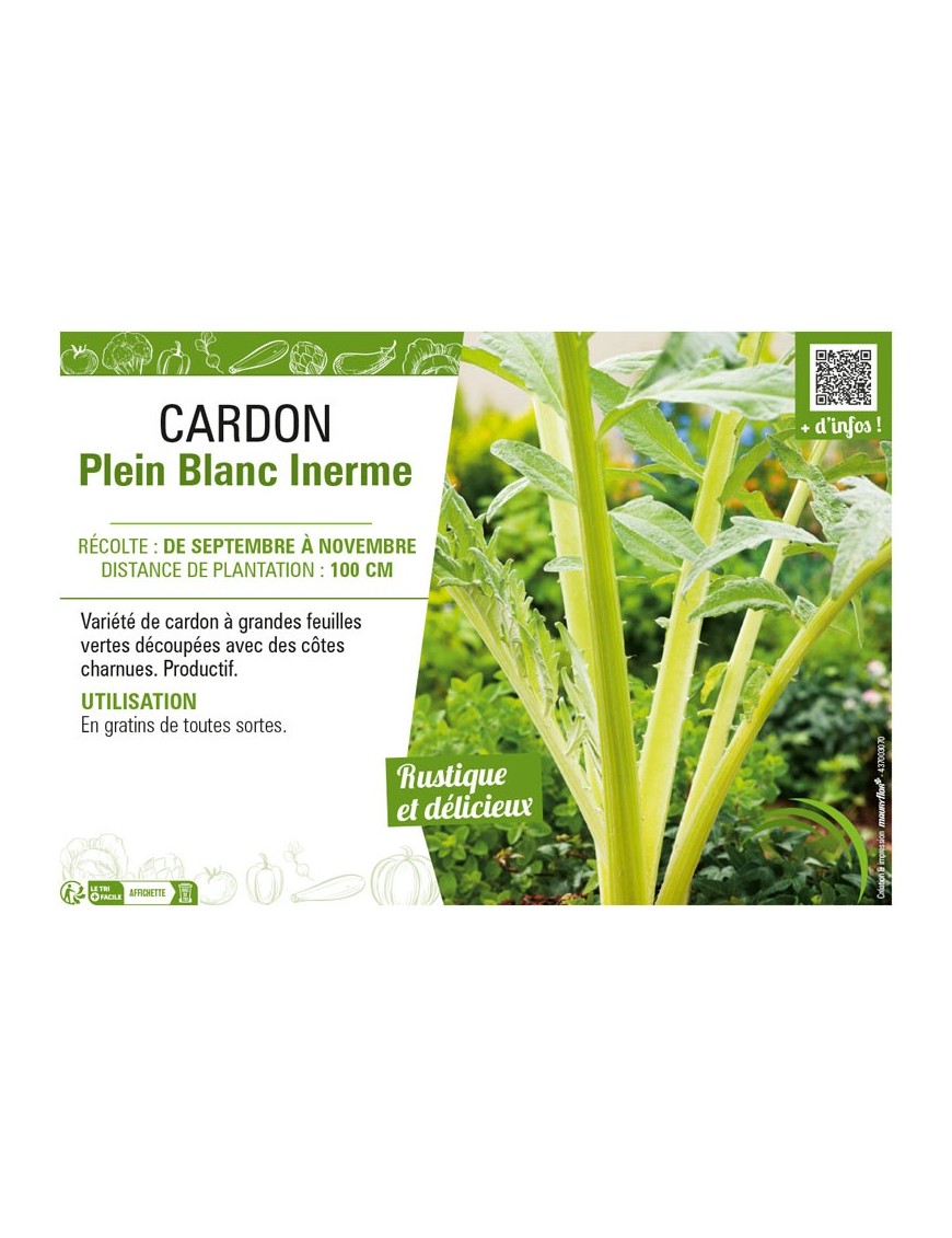CARDON PLEIN BLANC INERME