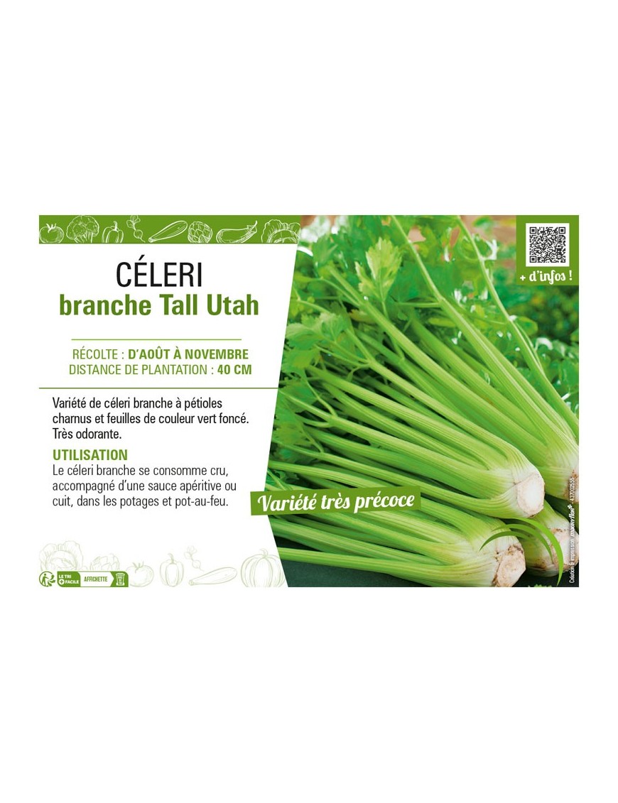 CÉLERI BRANCHE TALL UTAH