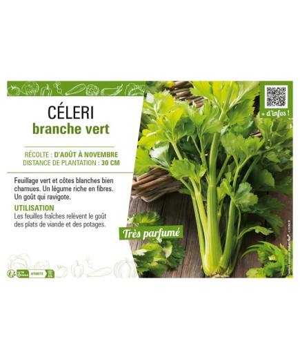 CÉLERI BRANCHE VERT