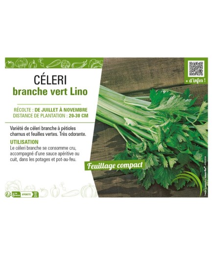 CÉLERI BRANCHE VERT LINO