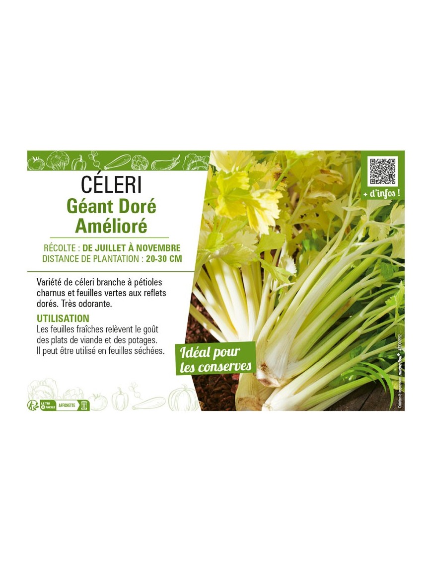 CÉLERI GÉANT DORÉ AMÉLIORÉ